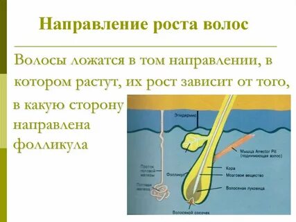 Проблема роста волос