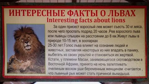 Львиный как пишется