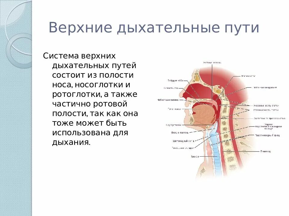 Верхний отдел дыхательных путей