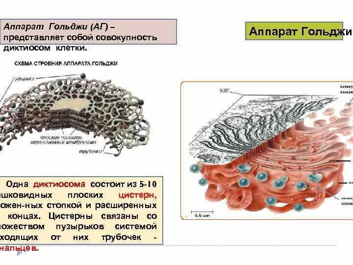 Система плоских цистерн с отходящими от них. Аппарат гольджи диктиосома. цистерны аппарата гольджи. аппарат гольджи уровень организации живого.