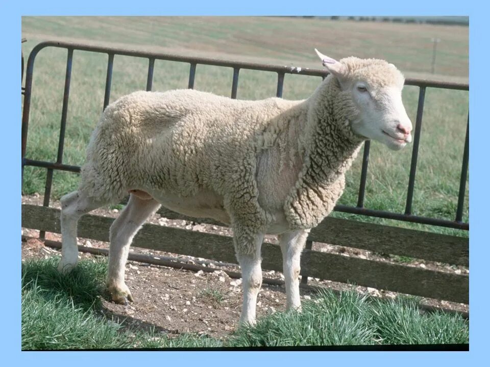 Брадзот овец вакцинация. Беломышечная болезнь у ягнят овец. Заболевания овец брадзот. Заболевание овец. Заболевание овец.