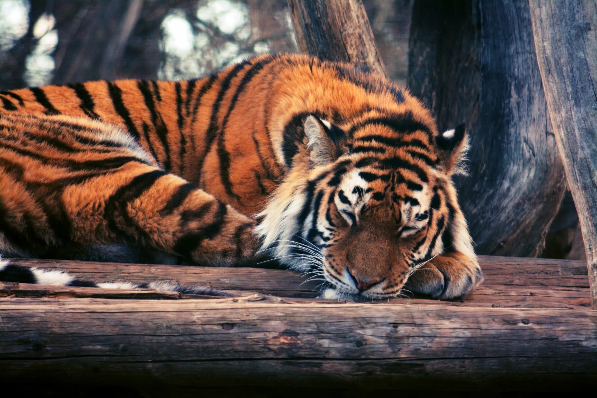 Tree tiger
