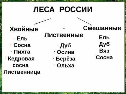 Типы лесов окружающий мир 4 класс