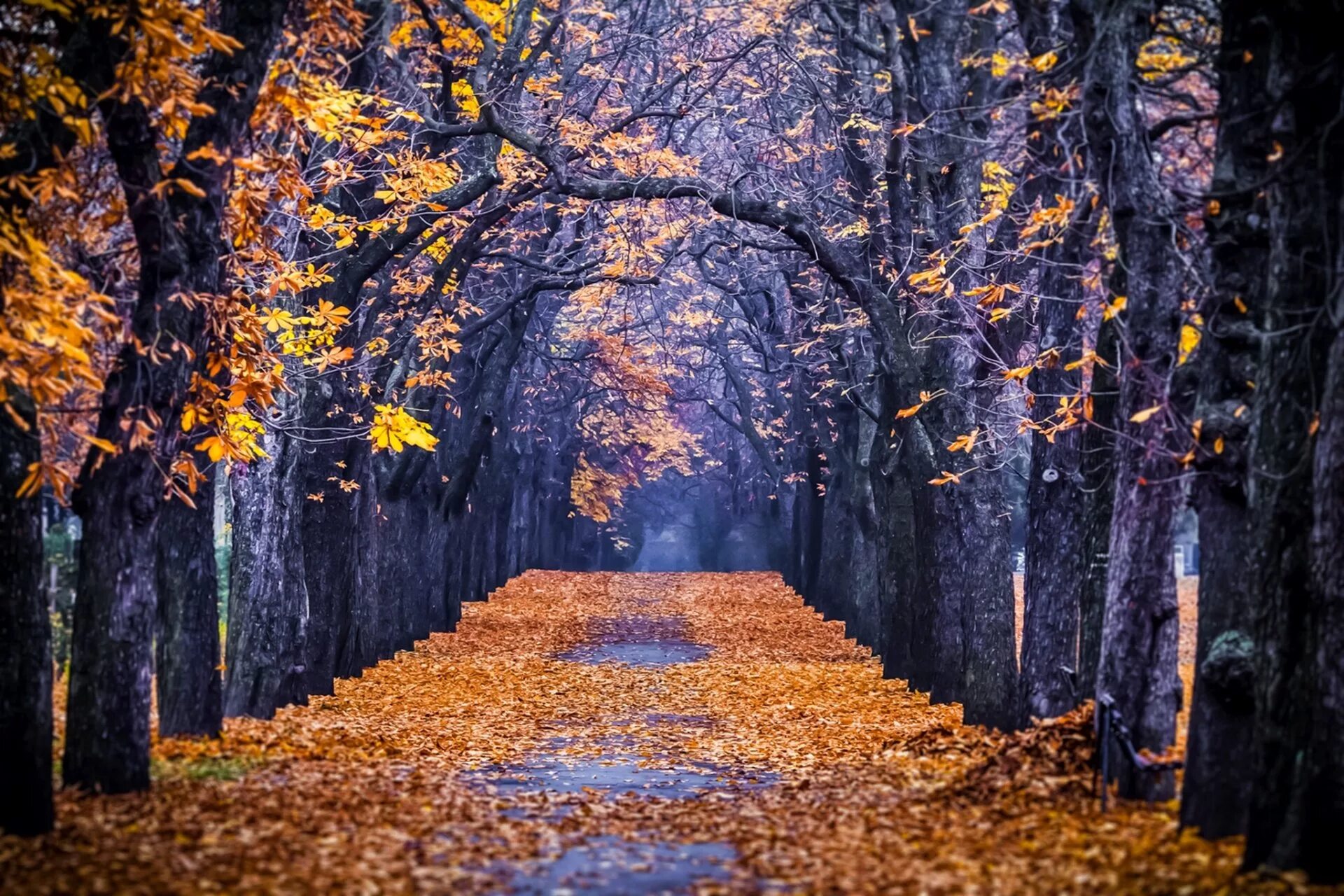 Кленовая аллея в Канаде. Осень. Осенняя аллея. Осень парк.