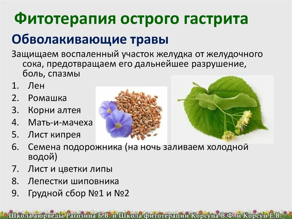 Лекарственные травы для кишечных расстройств. Фитотерапия для желудка. Растения лекарственные для желудка. Растения при заболеваниях ЖКТ.