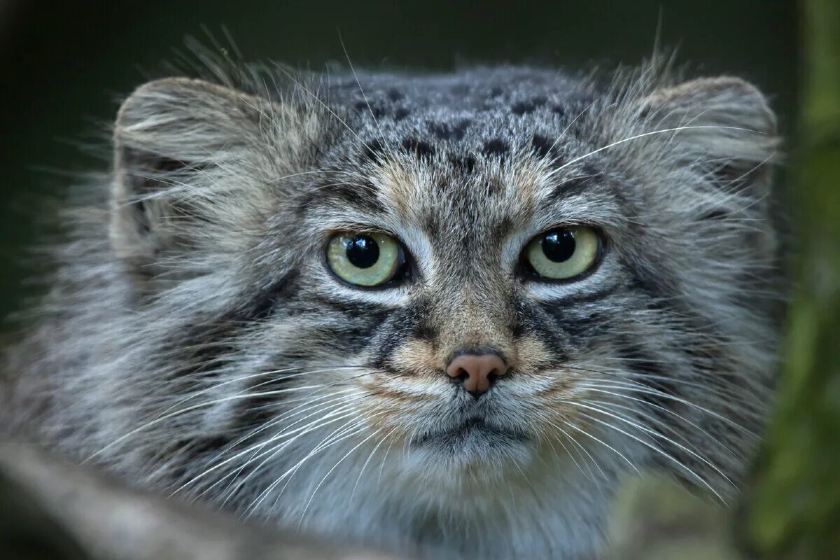 Манул держит. Манул felis manul. манул злой. пушистый дикий кот. картинки манула котята.