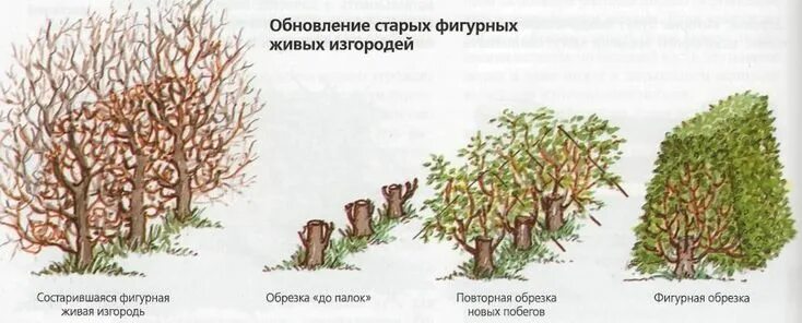 Как подстригать правильно дерево