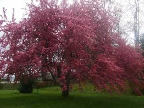 Яблоня маньчжурская Malus mandshurica. Яблоня Ягодная Malus baccata. Яблоня обильноцветущая Malus floribunda. Яблоня декоративная флорибунда. Яблоня флорибунда