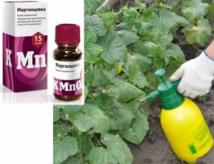 Марганцовка применение