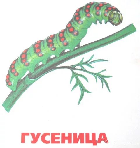 Гусеница с подпись. Насекомые карточки для детей гусеница. Гусеница с названием для детей. Карточка гусеница.