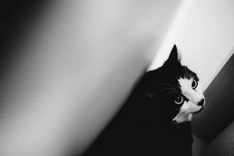 Обои котики черно белые