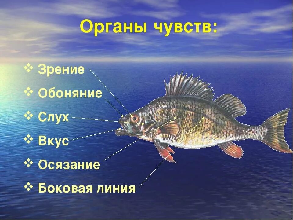 Особый орган чувств боковая линия. Органы чувств рыб. Органы осязания у рыб. Органы чувств рыб строение. Jhufys xeedcnd e HS,.