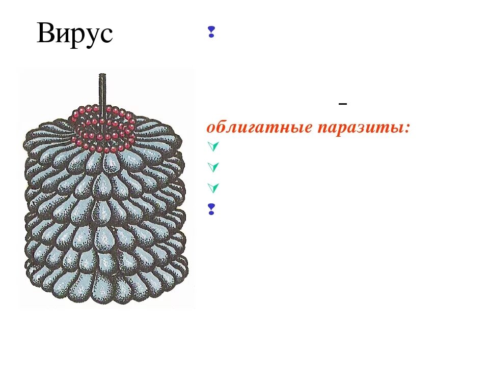 Найдите 3 ошибки вирусы внутриклеточные паразиты. Вирусы облигатные паразиты. вирусы внутриклеточные паразиты. облигатные вирусы это. вирусы облигатные внутриклеточные паразиты.