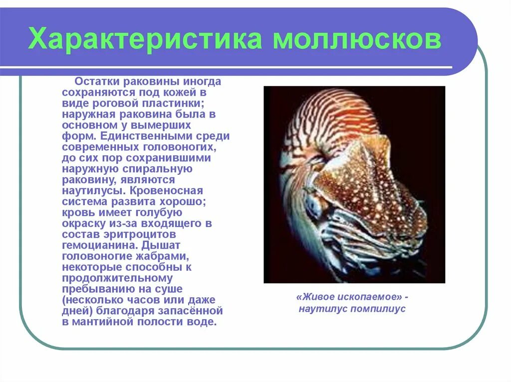 Общая характеристика моллюсков 7 класс биология. Характеристика молюск. Общая характеристика мообсков. Моллюски краткая характеристика.