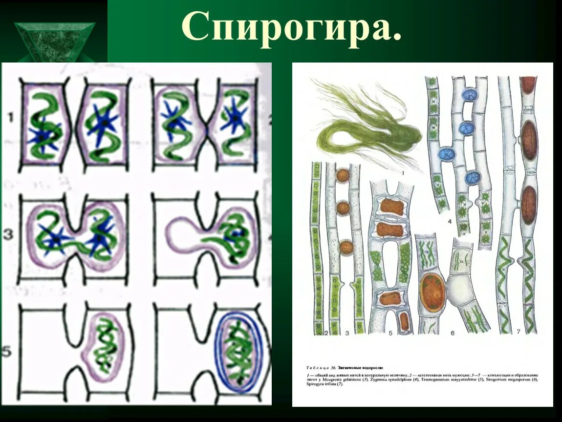 Спирогира половое