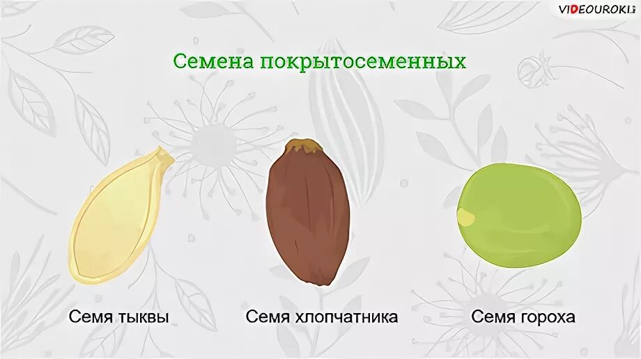 Где находятся питательные вещества в семени ясеня