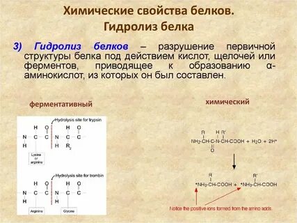 Белка свойства животного