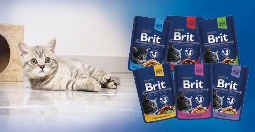 Брит кеа. Корм Brit Premium реклама. Брит премиум паучи. Brit Premium logo. Корм Брит премиум для кошек.