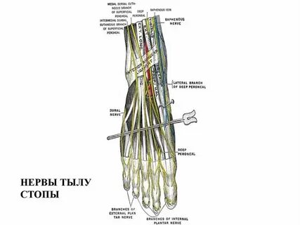 Какие нервы есть в руке