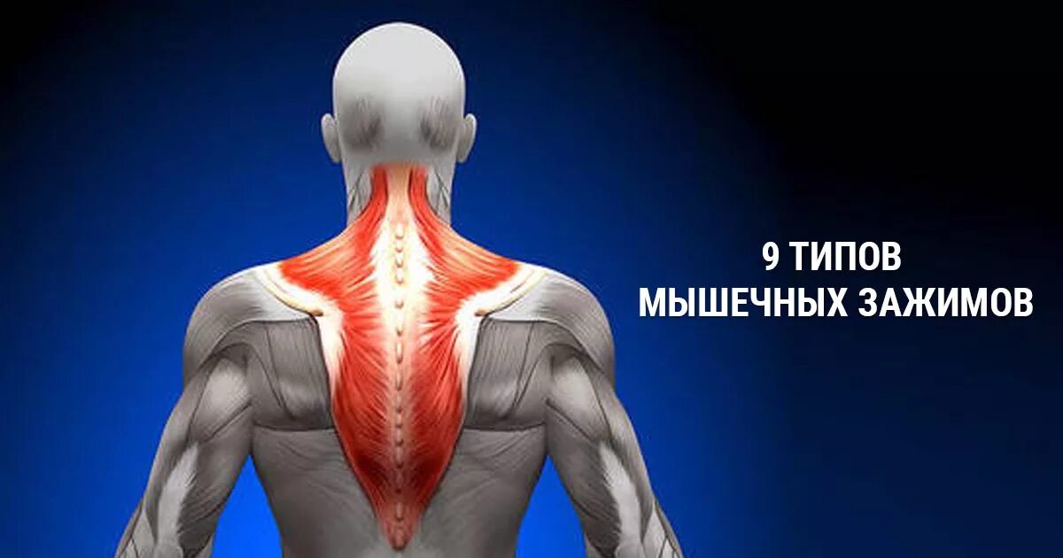 Блок мышц. Блок мышц