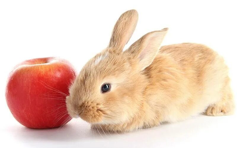 Можно кролику яблоко. Кролик с яблоками. Рыжий заяц. Заяц ест яблоко. Кролик ест яблоко.