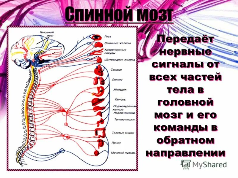 Передают сигналы в организме. Нервная система человека. Рисунки на тему нервная система. Человеческие нервы. Человеческая нервная система.