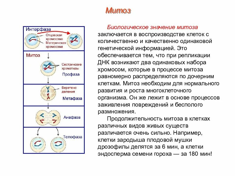 Общая схема процесса митоза. Структура клетки фазы митоза. Фазы митоза краткая характеристика процессов. Биология 9 класс клеточный цикл митоз. 3 способа деления клетки