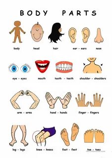 Parts of the body for kids