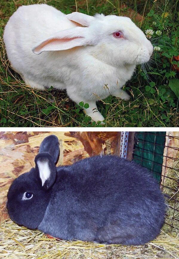 Кролик как отличить. Выращивать кроликов. Индекс сбитости кролика. Декоративный кролик и обычный кролик.