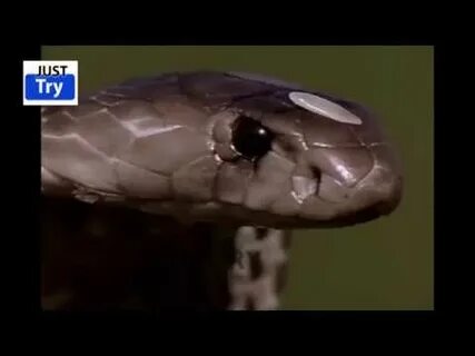 Покажи видео кобра