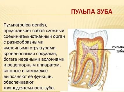 Как выглядит пульпа
