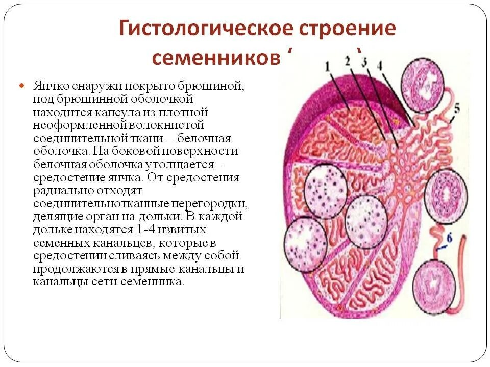 Придаток яичка у мужчин лечение. Строение оболочек яичка гистология. Строение семенника гистология. Строение придатка семенника гистология. Семенник яичко гистология строение.