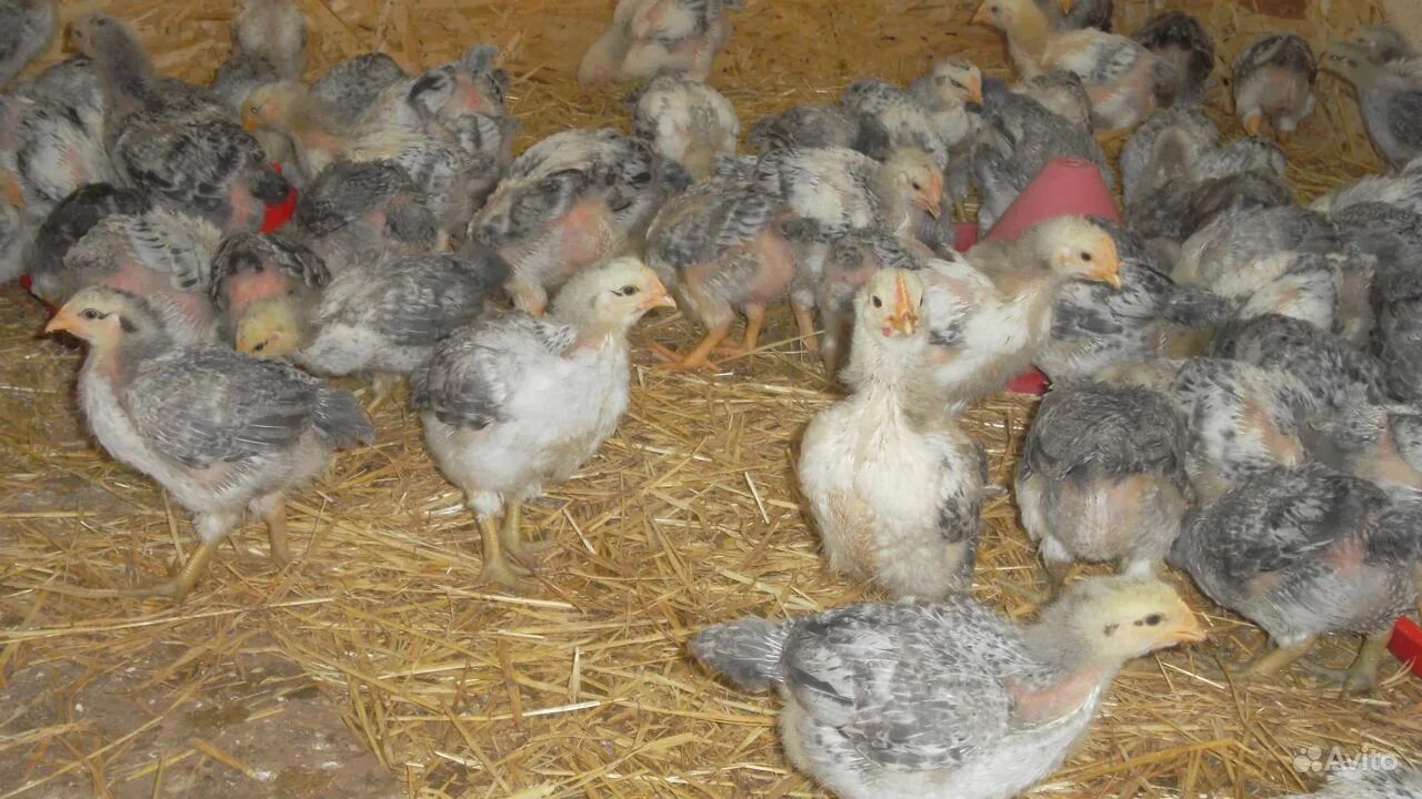 цветной бройлер редбро мастер грей. мастер грей куры. мастер грей куры. редбро голошейка. цветной мастер грей.