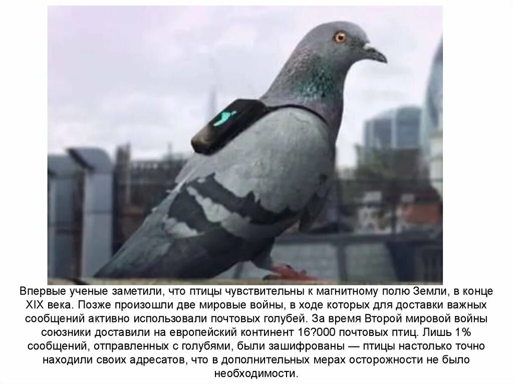 Бпла голубь. Беспилотник птица. Квадрокоптер птица. Квадрокоптер птица. Беспилотник в виде птицы.