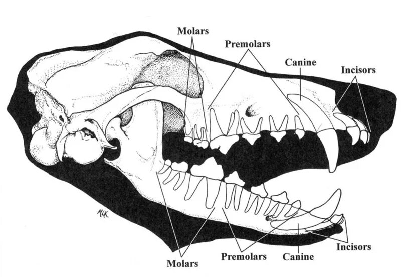 Зубная формула рукокрылых. Зубная формула собаки анатомия. Зубная система собаки схема. Строение зубов и зубная формула. Анатомия черепа собаки верхняя челюсть.