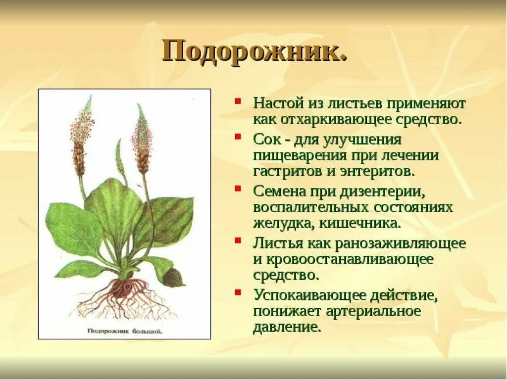 Подорожник его лечебные. Лекарственные растения подорожник лекарственный. Подорожник для травника. Лекарственные растения подорожник целебные свойства. Подорожник широколистный.