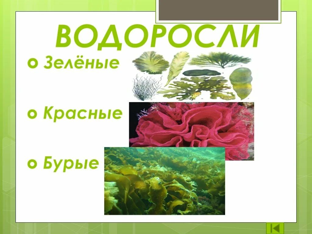 Значение красных водорослей в жизни человека