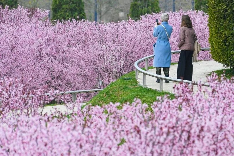 Краснодар парк галицкого когда цветет сакура. В парке Галицкого цветет слива. Цветущая слива в парке Галицкого. Фотосессия в парке Галицкого. Парк Галицкого слива цветет.