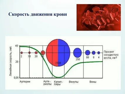 Скорость сосудах