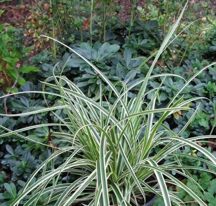 Осока эверголд. Осока морова. Осока моррова. Осока carex. Осока морроу (carex morrowii 'variegata) р9.