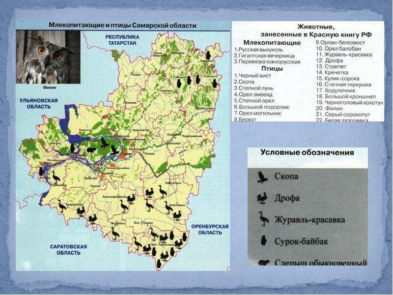 В какой зоне находится самарская область. География Самарской области. Карта Самарской области. Карта животных Самарской области. Карта Самарской области для презентации.