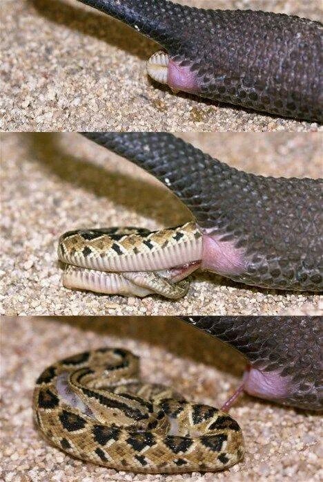Какая симметрия у змеи. Питон живородящая змея. Яйцеживорождение гадюка. Живородящие змеи гадюки. Живородящая змея гадюка.