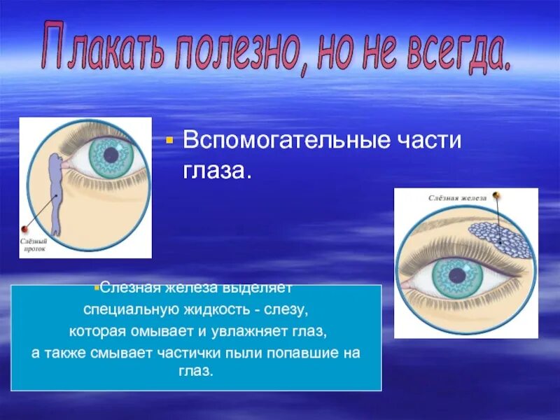 Слезные железы вспомогательный аппарат. Вспомогательные части глаза. Слезный аппарат глаза.