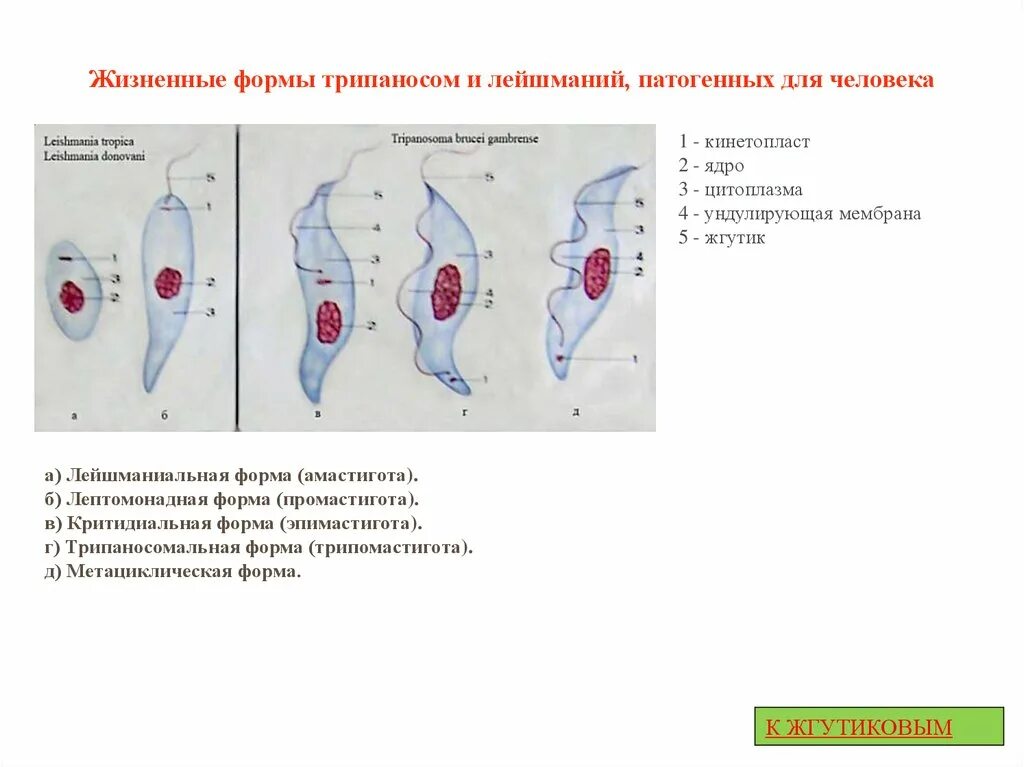 Лейшмания формы. Ундулирующая мембрана трихомонады. лейшмания амастигота кинетопласт. морфологические стадии трипаносом. морфологические формы трипаносом и лейшманий.