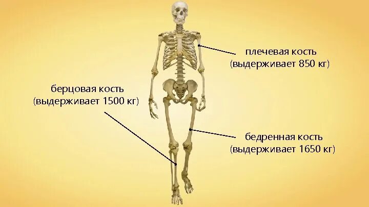 Берцовая кость. Кость человека. Таза бедренная кость. Опорно двигательная система.