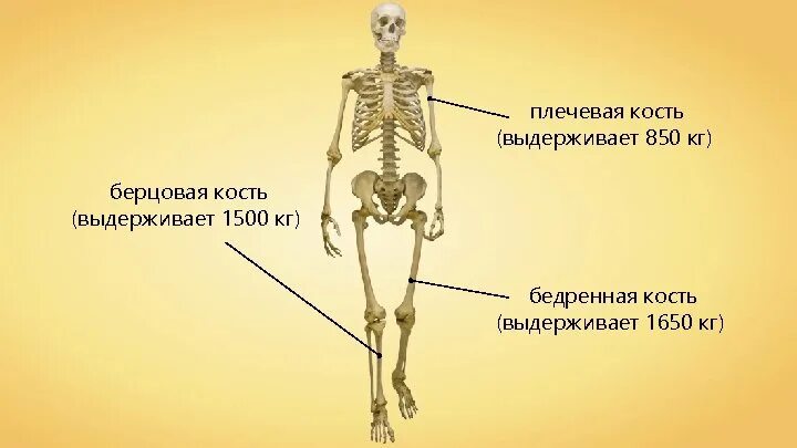 Сколько выдерживает кость