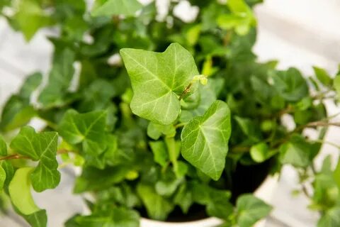 Комнатные плющи фото и названия