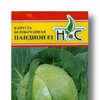 Капуста сорт пандион