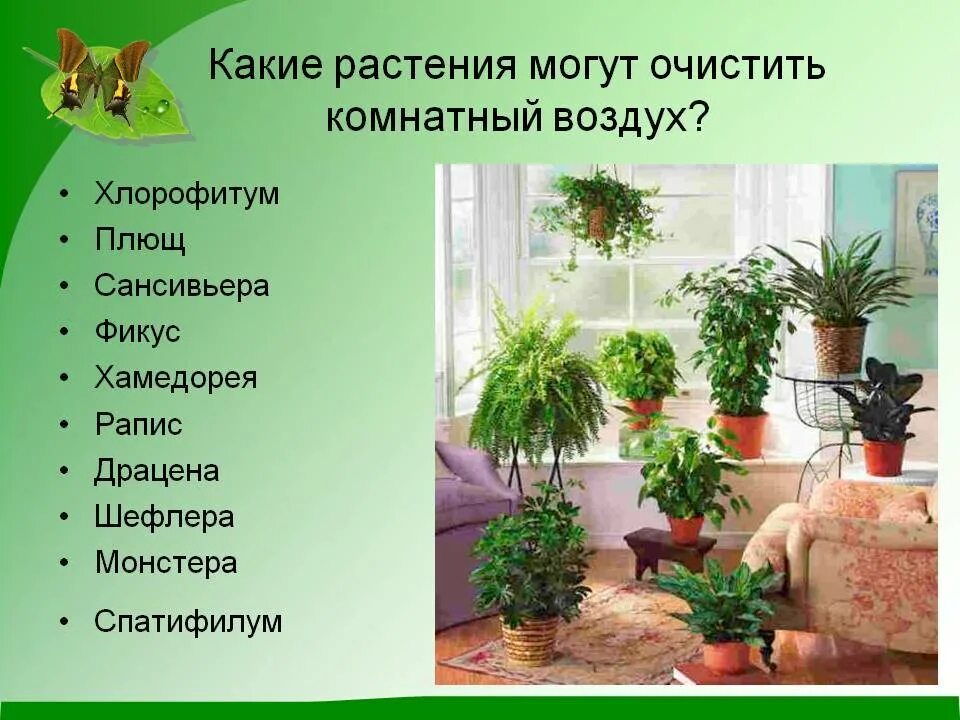 Сколько живут комнатные. Комнатные растения. Полезные комнатные цветы. Домашние растения названия. Полезные комнатные растения для квартиры.