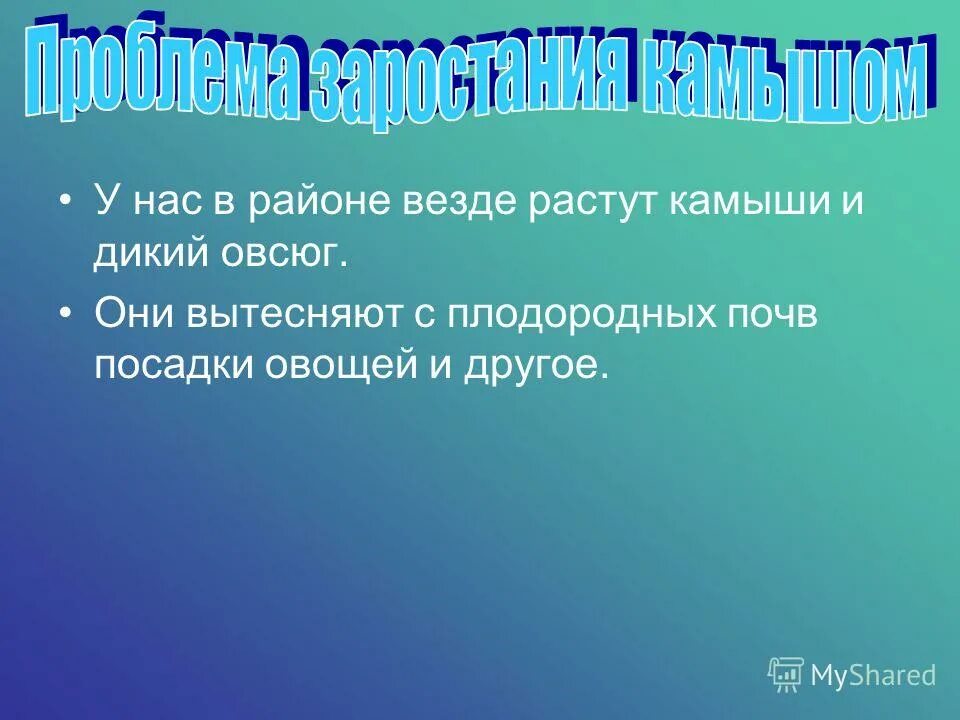 сорняки на даче. везде растут. везде растут. пырей ползучий сорняк. статусы про зелёную траву.